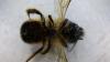 Osmia bicornis